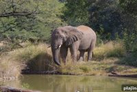 South African Airways Vacations Launches New Collection Brochure