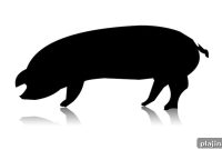 San Francisco Airport Adds Pig to Its Therapy Animal Program