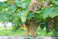 Top Canadian Wines to Try: Regional Picks and Tasting Notes