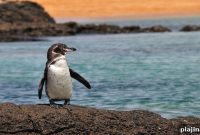 Ecuador Wildlife & Adventure: Top Wildlife Tours and Activities