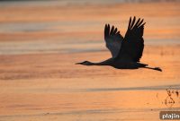 Sandhill Crane Migration in Nebraska: When and Where to See Them