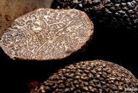 Truffle Hunting in France: Top Tours and Where to Go