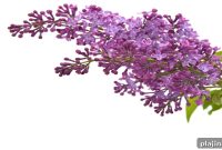Lilacs in Bloom: Discover New Mexico’s Springtime Fragrance