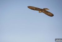 Edmonton Airport Deploys Falcon Drones to Deter Birds and Reduce Strikes