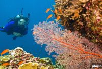 Top Scuba Diving Destinations Around the World
