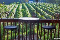 Finger Lakes Wine Tasting: Top Wineries, Tours & Tips
