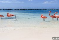 Family-Friendly Aruba Vacations: Top Activities & Resorts for Kids