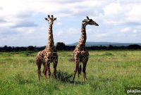 Jabali Ridge Resort Opens in Tanzania: Luxury Cliffside Escape
