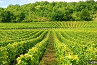 Burgundy 2015 Wine Guide: Top Vintages, Producers & Tasting Notes