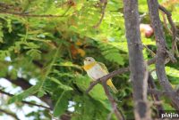Hawaiʻi Bird Festival: Explore Native Species, Events & Tours