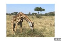Tanzania Safari Guide: Top Parks, Wildlife & Trip Planning Tips