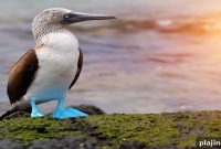 Galápagos Photo Safari: Capture Wildlife & Dramatic Landscapes