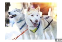 Dogsledding Adventures in Lapland: Tours, Tips & Booking