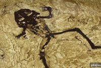 Darmstadt Fossil Hunting: Top Spots & Tips for Families