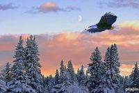 Eagles Return to Alton: Where to See Them This Season