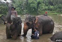 Chiang Mai Elephant Sanctuaries: Guide to Ethical Encounters and Tours