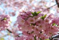 Top Places to Celebrate the Arrival of Spring