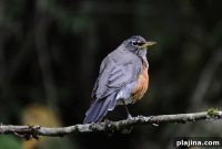 Why Birdwatchers Are Flocking to Vancouver This Season