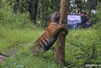Wildlife Safaris: Tiger Tours in Natural Habitats