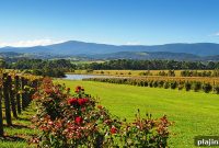 IHG Launches Voco Hotels in Australia: What Travelers Need to Know