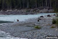 Explore Canadian Bears in September: Where to See Them Wild