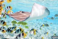 Explore Underwater Wonders: Top Marine Destinations & Tips