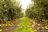 Top U.S. Apple Orchards for Fall Picking Adventures