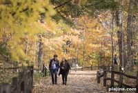 Explore New York’s Hidden Forests: Top Nature Spots Near NYC