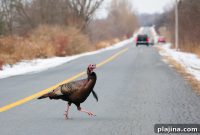 AAA Forecast: Thanksgiving Travel Traffic Predictions 2026