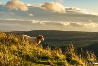 Discover Wales: A Yearlong Guide to Festivals, Nature & Culture