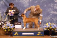 American Kennel Club Opens New Museum Showcasing Dog History