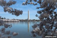 Cherry Blossom Festival at National Harbor: Events, Dates & Tips