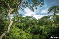 7 Ancient Forests Still Growing Today: Locations & Highlights