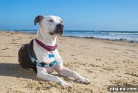 Top Dog-Friendly Travel Destinations for Pet Owners