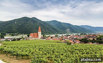 Vineyard in Weissenkirchen