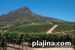 7 Top South African Wineries to Visit for Wine Lovers 3 thumb