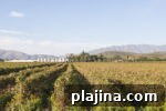 7 Top South African Wineries to Visit for Wine Lovers 5 thumb