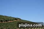 7 Top South African Wineries to Visit for Wine Lovers 8 thumb