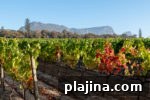 7 Top South African Wineries to Visit for Wine Lovers 9 thumb