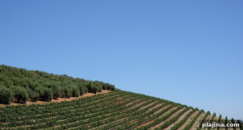 Wine Estate