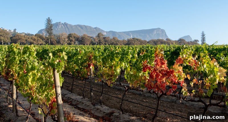 Groot Constantia