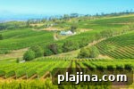 7 Top South African Wineries to Visit for Wine Lovers 2 thumb