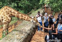 Wild Nairobi: Top Safari Experiences and City Adventures