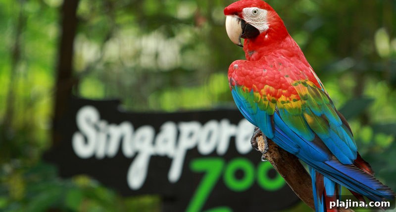 Singapore Zoo