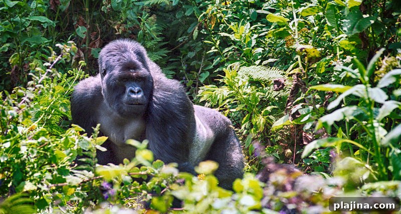 Mountain gorilla