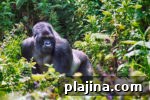 img 103981 9