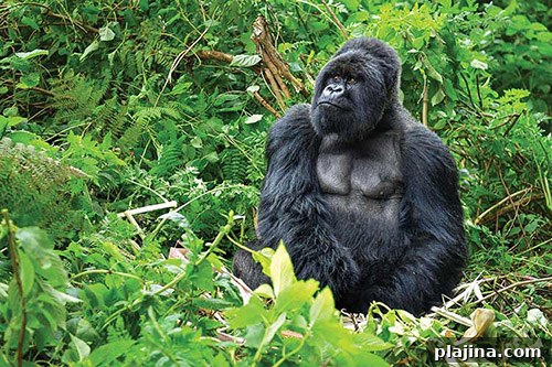 gorilla