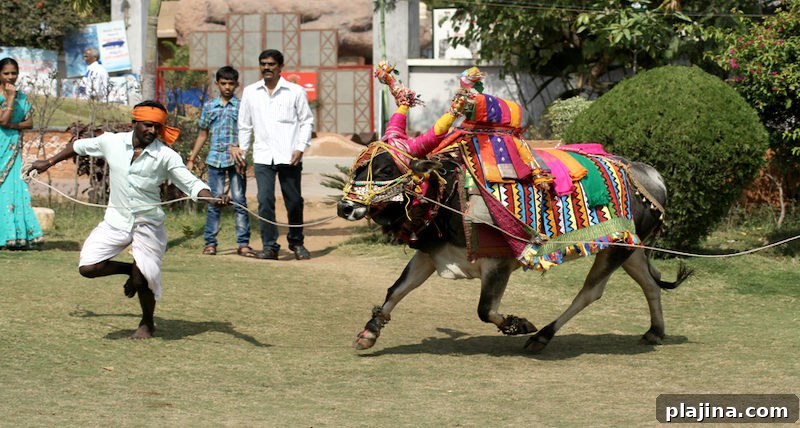Harvest Festival