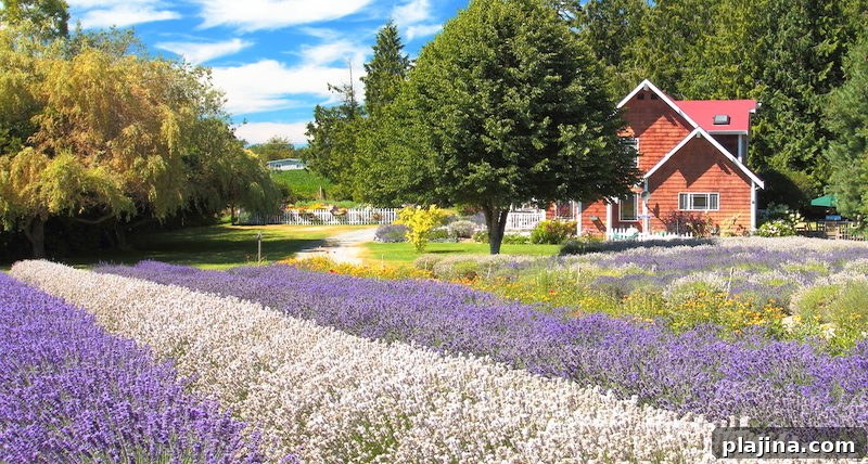 lavender