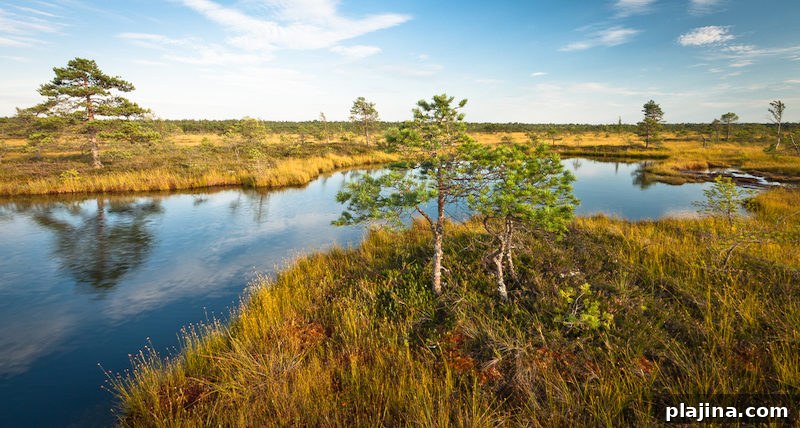 Soomaa peat bog